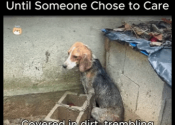 A2911001 They Were Left to Suffer Until Someone Chose to Care