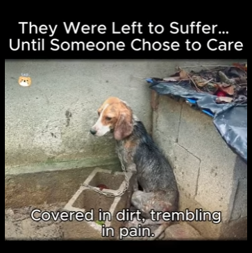 A2911001 They Were Left to Suffer Until Someone Chose to Care