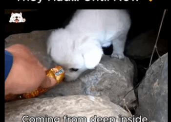 A2911005 Stone Shelter Was All They Had Until Now