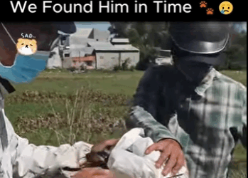 A2911008 He Was Sold Meat But We Found Him in Time