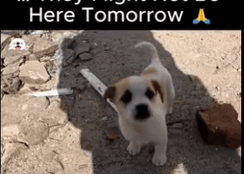 A2911012 If We Didn Act Today They Might Not Be Here Tomorrow