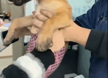 E3011003 Without hind legs but accompanied by love (Part 2)