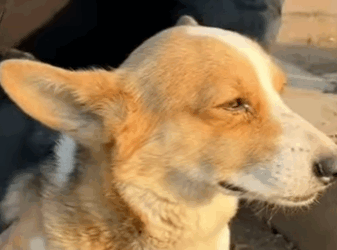 E3011004 Helpless dog suffering ascites (Part 2)