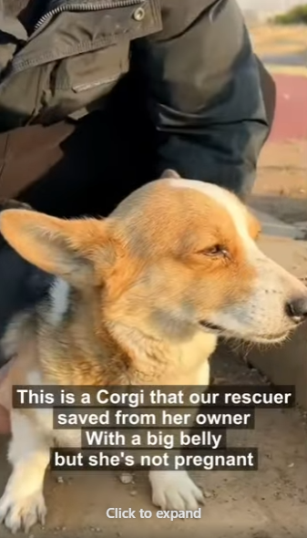 E3011004 Helpless dog suffering ascites (Part 2)