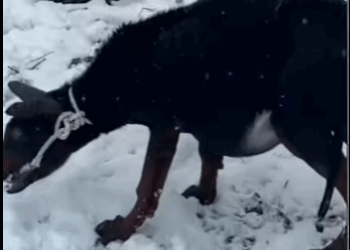 E3011006 Passed away hepatic ascites (Part 2)