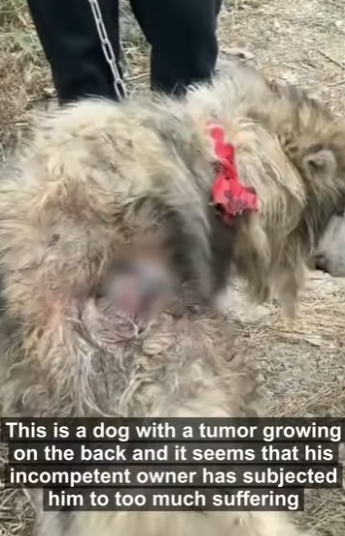 E3011005 Can he survive tumor (Part 2)