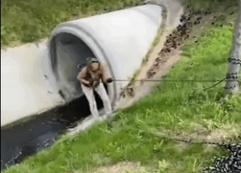 R2930009 Rescate de ciervos (Parte 2)