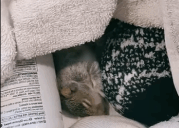 R2930001 Ardillas de rescate (Parte 2)