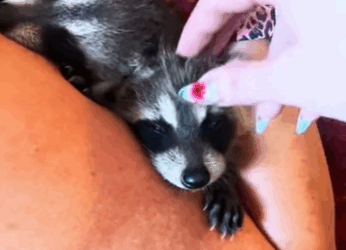 R2930006 Rescatar mapaches (Parte 2)