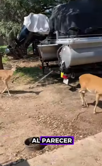 R2930002 Rescate de ciervos (Parte 2)