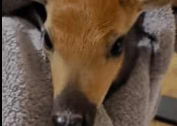 R2930003 Rescate de ciervos (Parte 2)