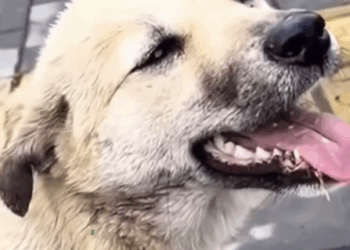 H1105004 Me hicieron tanto daño que ya no pude caminar (Parte 2)