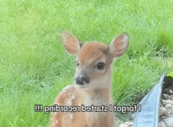 R2930004 Rescate de ciervos (Parte 2)