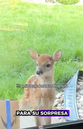 R2930004 Rescate de ciervos (Parte 2)