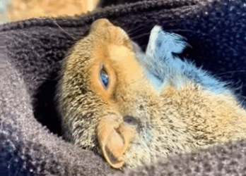 R2930005 Ardillas de rescate (Parte 2)