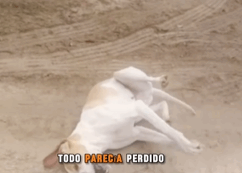 H1105006 Lo envenen@ron sin piedad…Pero lo que pasó después dejó a todos sin palabras (Parte 2)