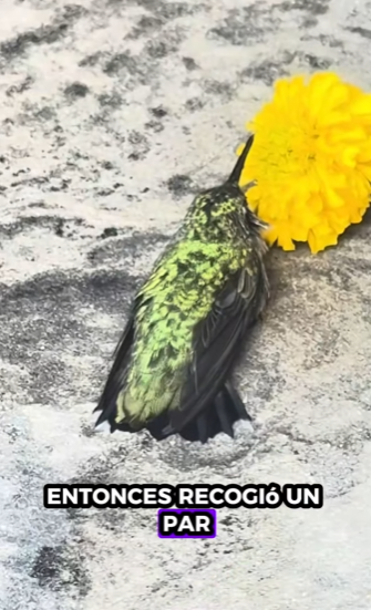 H2811006 Colibríes de rescate (Parte 2)