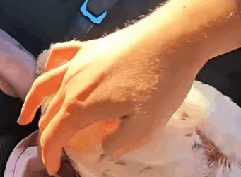 H2811005 Pollo rescatado (Parte 2)