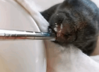 H2811001 Conejo rescatado (Parte 2)