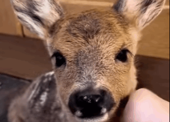 H2811004 Rescate de ciervos (Parte 2)