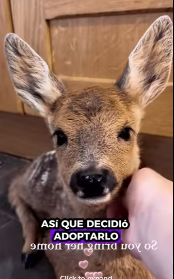 H2811004 Rescate de ciervos (Parte 2)