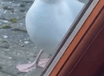 H2811002 Gaviotas de rescate (Parte 2)