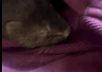 H2930001 Sable de rescate (Parte 2)