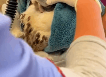 H2930003 Rescate de águilas reales (Parte 2)