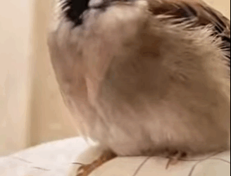 H2930005 Gorriones de rescate (Parte 2)