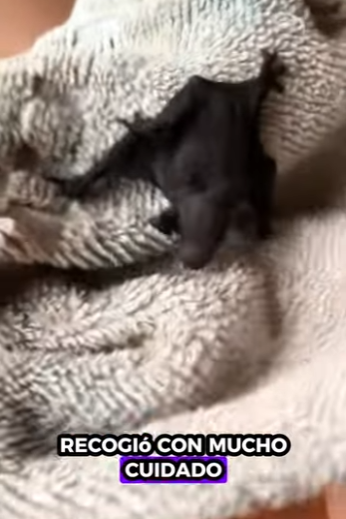 H2930006 Murciélagos de rescate (Parte 2)