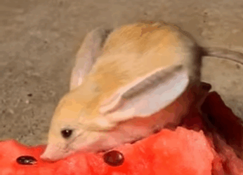 H2930007 jerbos de rescate (Parte 2)