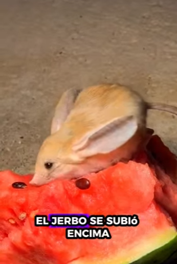 H2930007 jerbos de rescate (Parte 2)