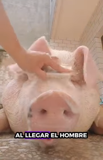 H2930011 Cerdos rescatados (Parte 2)