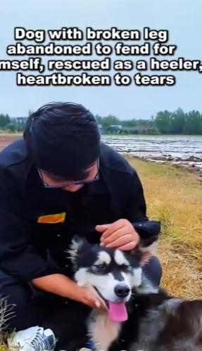 A1104003 Dog with broken leg abandoned to fend for himself, rescued as a heeler, heartbroken to tears (Part 2)