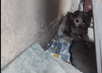 Every rescued life is a miracle (Part 2)