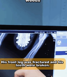 A1104002 Stray dog suspected of having acid thrown on it, its body rotting and ears falling off, limping and hiding in the weeds (Part 2)