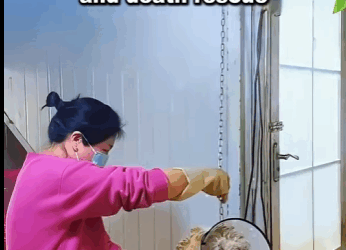 A1104001 Dog barking too noisy, the owner of the dog’s mouth tied to throw the wall cracks punishment, Volunteers launched a “life and death rescue” (Part 2)