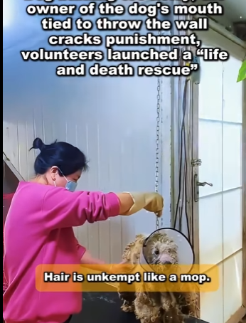 A1104001 Dog barking too noisy, the owner of the dog’s mouth tied to throw the wall cracks punishment, Volunteers launched a “life and death rescue” (Part 2)