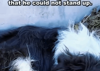 A1104004 The dog’s stomach swelled up like a ball and was chained outside the room, helplessly guarding the door and whimpering, so weak that he could not stand up (Part 2)