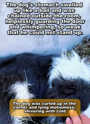 A1104004 The dog’s stomach swelled up like a ball and was chained outside the room, helplessly guarding the door and whimpering, so weak that he could not stand up (Part 2)