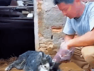 A1104006 They were abandoned, but never unloved. (Part 2)