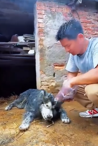 A1104006 They were abandoned, but never unloved. (Part 2)