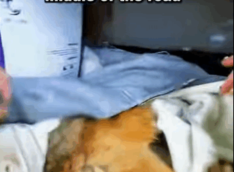 A1105001 Found lost and afraid, now safe and loved. That’s the power of rescue (Part 2)