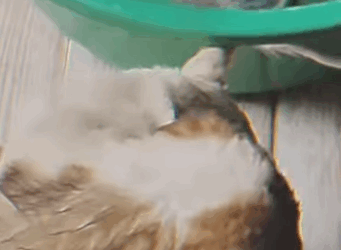 Con mi patita rota… esperé al humano que nunca volvió (Parte 2)