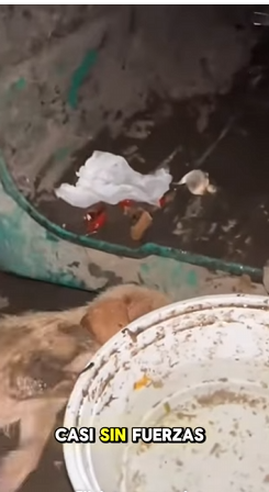 Mi cuerpo ya no aguantaba más…Y me tiraron como si fuera nada (Part 2)