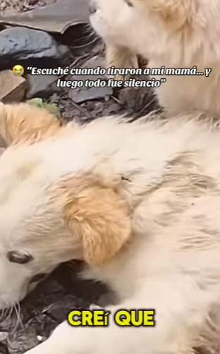 “Escuché cuando tiraron a mi mamá… y luego todo fue silencio” (Parte 2)