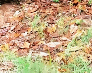 Weather is getting colder, stray dog mother her puppy (Part 2)