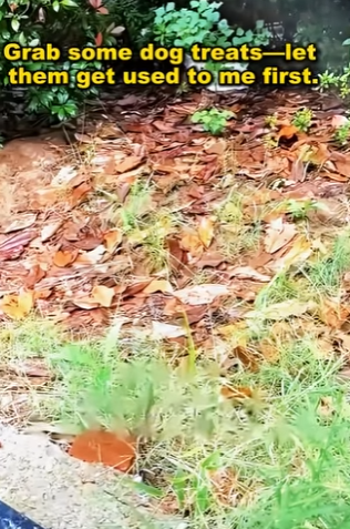 Weather is getting colder, stray dog mother her puppy (Part 2)