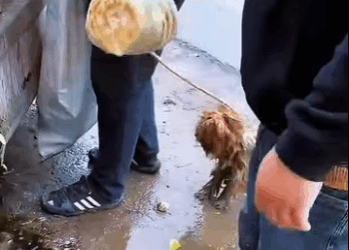 Every rescue is a love story (Part 2)