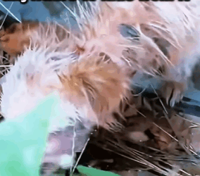 Rescue done right (Part 2)